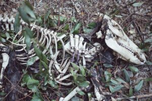 Bone Deep