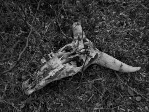 Bone Shards and Blood