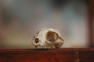 The Bone Maker