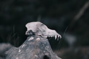 Trail of Bones